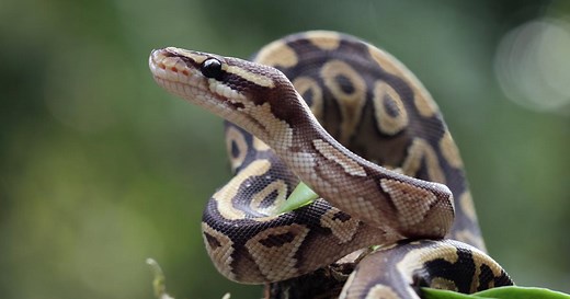 Python royal : taille, habitat et alimentation
