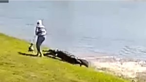 Video shows deadly alligator attack in Florida, 911 call released