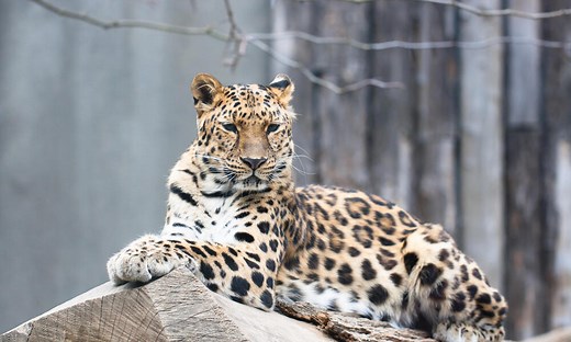 Amur leopards are rare and powerful