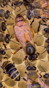 The queen bee. | Phary BeeKeeper