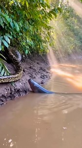 Python vs Electric Eel 🐍💥🌊 #Python #animals #wildlife | Kapil Gaming