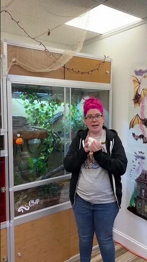 How do we heat our Ball Pythons enclosure? 🐍