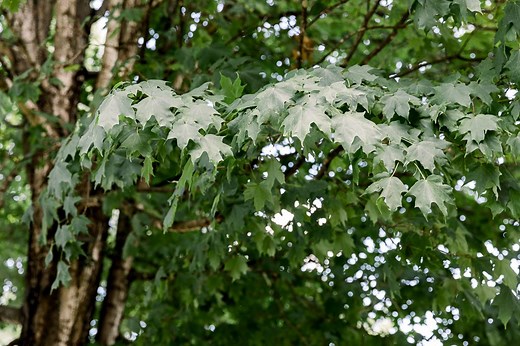 Try One of These 15 Excellent Maple Trees in Your Landscape