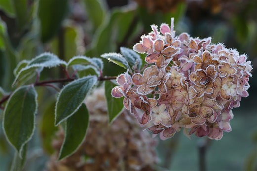 7 Simple Ways to Winter-Proof Your Hydrangeas for More Blooms Next Summer
