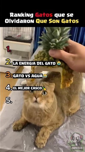 TOP 5 MOMENTOS DE GATOS (Parodia En Español) ScrollRank Shorts EN ESPAÑOL #shorts #humor