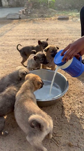 Pappy’s Little Milk Party! | Pure Innocence ✨#shorts #savepuppies #nishitasingh
