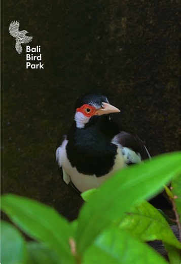 Javan Pied Starling: Fostering Survival in Bali