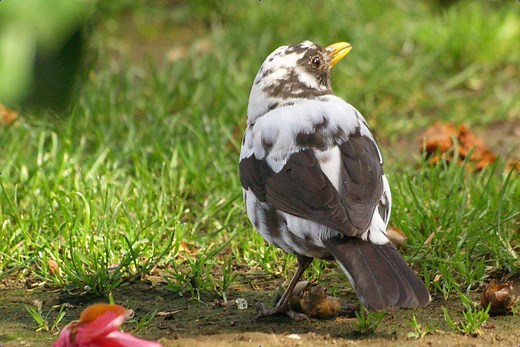 The Importance of Genetic Variation