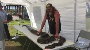 RECORD-BREAKING CATCH - A python hunter in the Everglades caught this gigantic python as part of the hunt to eradicate the invasive species. The massive snake is nearly 17 feet long and weighs 122 pounds! 🐍 STORY: http://bit.ly/2A3Fp4q | WSVN-TV