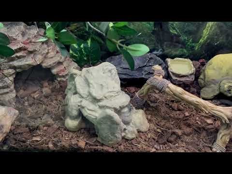 Ball Python Enclosure Setup Part 3 | Adding Hides, Plants & Climbing Branches