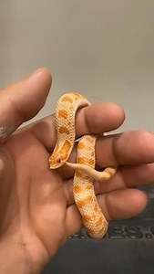 12K views · 11K reactions | Mr. Grilled Cheese the wanna be python. Why do hognose go out of there was to be so awkward to hold? #hognose #hognosesnake #hognosesnakesofinstagram #grilledcheese #albino #snake #snakes #snek #reptile #reptiles #reptilesofinstagram #reptilelover #reptilekeeper #pet #pets #daily #instagram #tiktok #reels #cute #fun #happy #ballpythonsoftiktok #boise #idaho | Black Lake Reptiles | Facebook