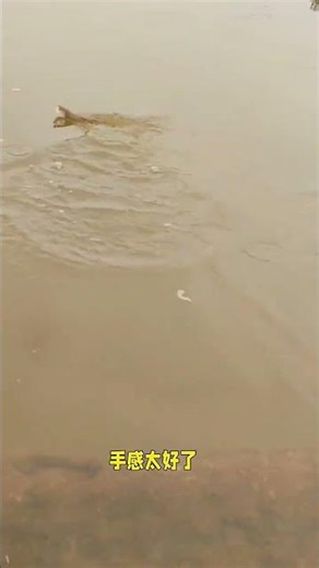 Mastering Lure Fishing: Beginner's Guide to Luyama Pass Techniques