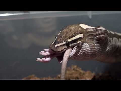 Python Eat A Large Rat /Warning Live Feeding