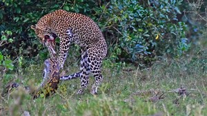 2.3M views · 10K reactions | An epic battle between a python and a leopard caught on camera during a safari in the Maasai Mara, Kenya | Latest Sightings - Pilanesberg | Facebook