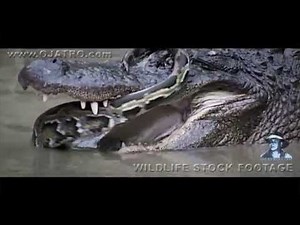 Python Fighting Alligator 0101 Narration