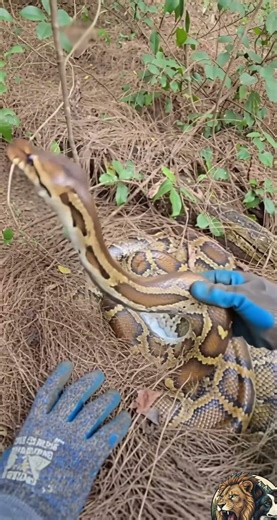 She Found the Python’s Secret Stash... 🐍🥚