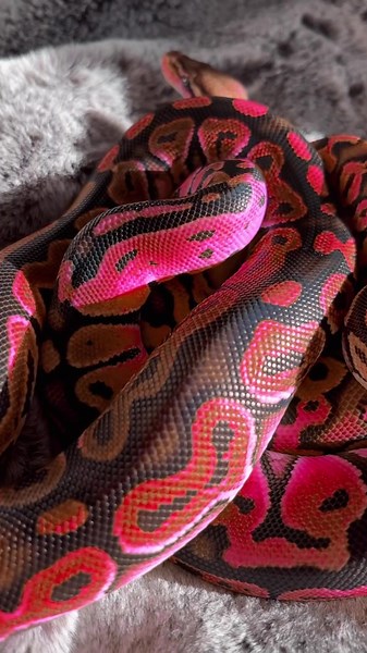 Enchanting Pink Rainbow Python Snake - Animal TikTok Video