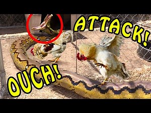 Python enters Chicken Coop -- Big Mistake!
