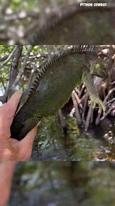 Most Dogs Chase Squirrels… Catfish Catches Two Iguanas at Once. | Python Cowboy Hunts
