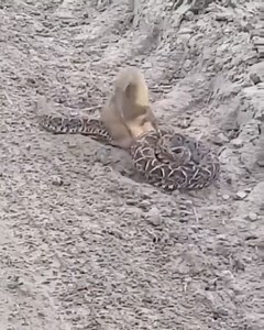 194K views · 267 reactions | Best Animal & Nature on Reels | Facebook