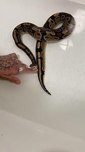 My ball python is doing this open mouth type behaviour. He ate and hasn’t pooped for two three days since.