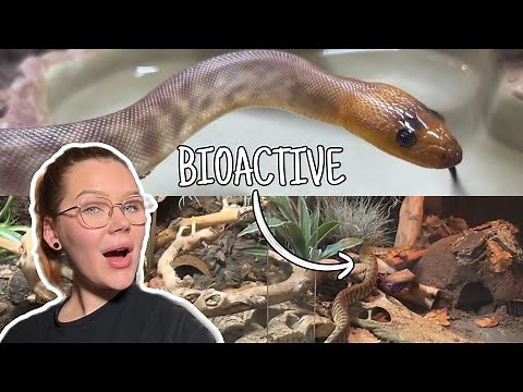 The ULTIMATE Bioactive Woma Python Enclosure... | Full Set Up and Walkthrough