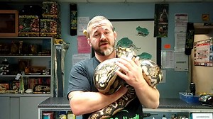 9.2K views · 112 reactions | HELP! Here we have a five year old male tiger reticulated python approximately 9 to 10 feet long. he seems reasonably trustworthy I don't know how accurate his history is. we need to rehome him the adoption fee is £50 to stop freebie Hunters. watch the video, guess my mood! 01142658299 | Snakes 'N' Adders | Facebook