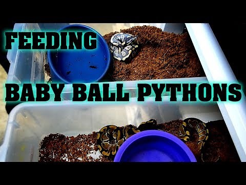 Warning: Feeding Baby Ball Pythons