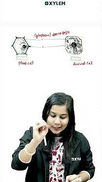 ഇത് പ്രെധാനപെട്ട ചോദ്യം - Christmas Exam 2025 | Xylem Class 6