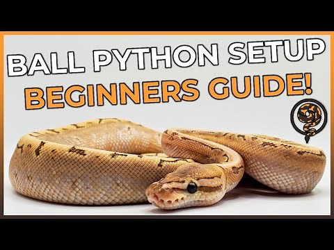 This is How You SHOULD Setup your Ball Python Enclosure in 2025!