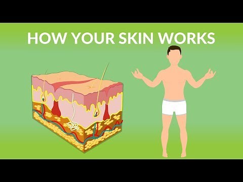 How Your Skin Works | How does the skin work| Human skin Structure and Function