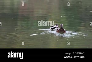 duck swimming in the lake