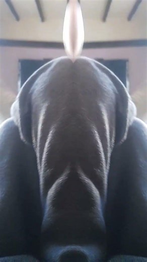 Floating Hand Spider 5