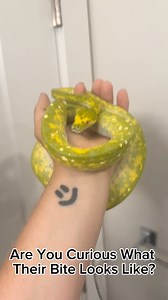 Would you let a green tree python bite you?#gtp #aru #biak #greentreepython #python #pythons #snake #snakes #snek #reptile #reptiles #reptilesofinstagram #reptilelover #reptilekeeper #pet #pets #daily #instagram #tiktok #reels #cute #fun #happy #ballpythonsoftiktok #boise #idaho #funny #sorong | Black Lake Reptiles