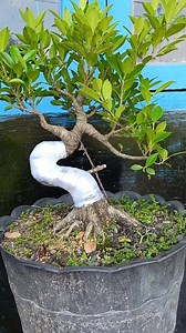 2.5K views · 27K reactions | The process from start to finish. The V-bend technique and its results over 3 months. #fblifestyle #ficusmicrocarpa #bonsaitree | Karimun Java | Facebook