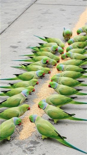 Bird Sound 🦜 Parrots Outsmart Humans at Their Own Game 🎥