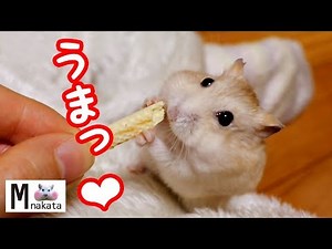 ハムスター大慌て!家の隙間に挟まって進めない時の焦り方が可愛すぎ!可愛い癒しおもしろ動物Hamster caught in a house gap