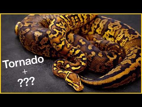 How does this Ball Python look like this?!