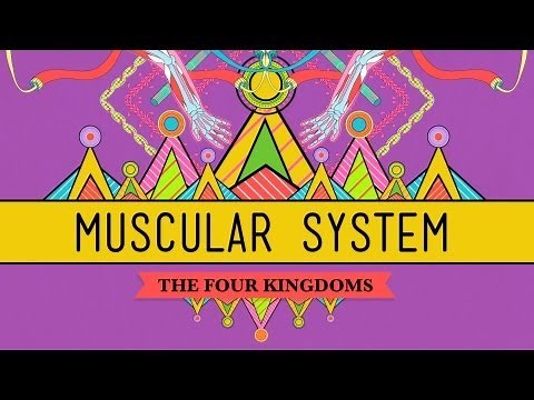 Big Guns: The Muscular System - CrashCourse Biology #31