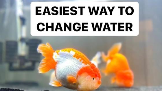 The Ultimate Python Water Change Setup – How I Keep It Easy