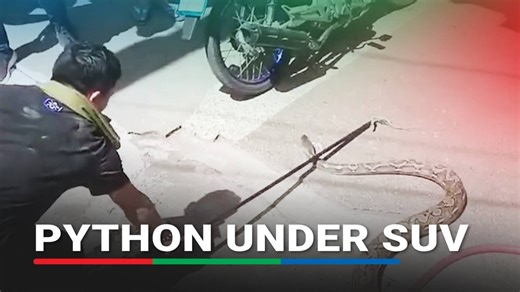 1.7M views · 6.5K reactions | Residents and bystanders were seen pulling a large python hiding under an SUV on Quezon Avenue, Dipolog City, on Tuesday, March 18, 2025. Link to full story in the comments section. | ABS-CBN News | Facebook