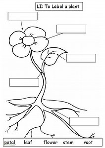 Lesson 11 Spring and how it affects plants