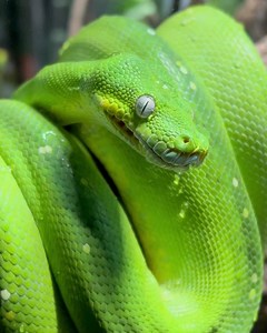 3.6K views · 178 reactions | Nature's masterpiece - the green tree python  Is there a more vibrant species in the world? | Sydney Zoo | Facebook
