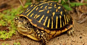 Ornate Box Turtle Care Guide - All Turtles