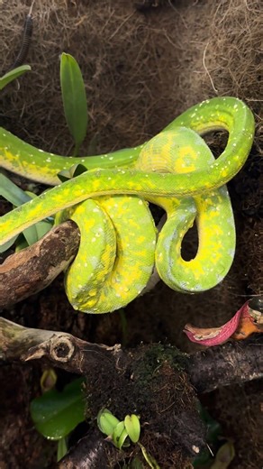 Green Tree Python Pair – Natural Behavior in Bioactive Enclosure #snake