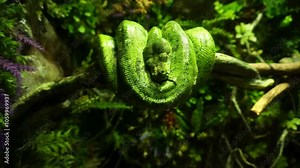 A green python coiled tightly around a branch, showcasing its vibrant scales and natural beauty in a lush environment. This image captures the elegance and strength of this exotic snake.