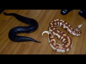 Blood Python VS Sumatran Short Tail Python!