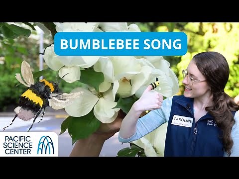 Bumblebee Song