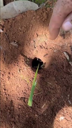 How to Find Crickets: Easy Cricket Hunting Guide