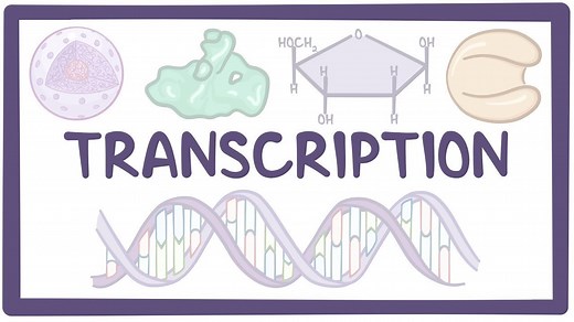 Transcription of DNA: Video, Causes, & Meaning | Osmosis